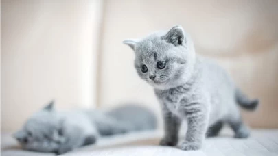 Rüyada Kedi Yavrusu Görmek: Anlamı ve Yorumları