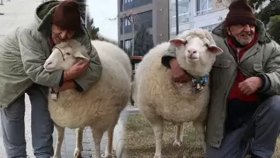 Kuzuyken aldı, 4 yıldır 'Pamuk'la geziyor! 'Kesmeye kalktım, 3 gün boyunca ağladı'