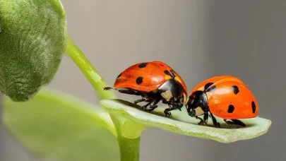 Rüyada Uğur Böceği Görmek: Şans ve Mutluluğun Habercisi