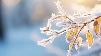 Doğu Akdeniz için 'zirai don' uyarısı