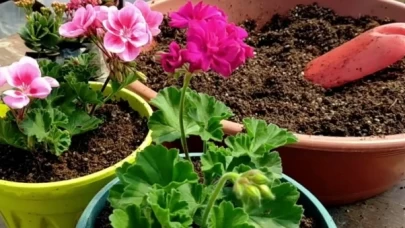 Saksının dibine yarım bardak dökün! Çiçekleriniz orman gibi coşacak