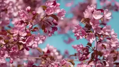 Cemre düşme tarihleri ve günleri 2025