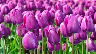 Mor Lale Ne Anlama Gelir?