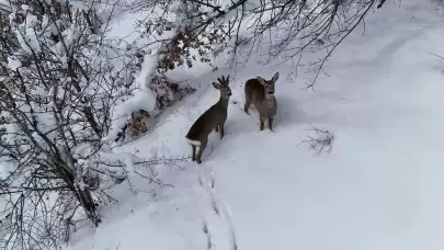 Kastamonu'da karda yürüyen 2 karaca dronla görüntülendi