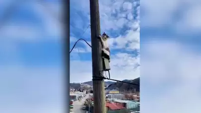 Kızılcahamam'da köpekten kaçan kedi elektrik direğinde mahsur kaldı