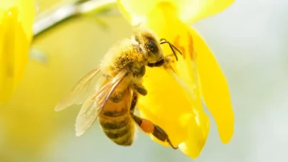 Arılar Hakkında Şaşırtıcı Bilgiler! İşte Daha Önce Duymadıklarınız