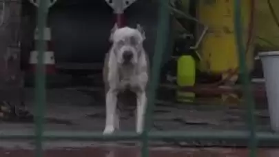 İstanbul'da Pitbull dehşeti! Sahibini ve arkadaşını hastanelik etti