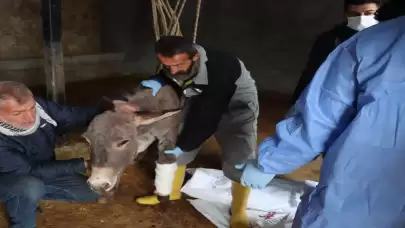 Midyat'ta araç çarpması sonucu ayağı kırılan eşeğe özel protez takıldı