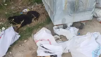 Kırklareli'nde ölü bulunan köpeklere ilişkin soruşturma başlatıldı
