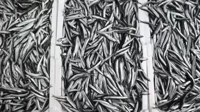 Kar düştü, hamsi bereketiyle geldi