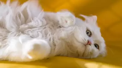 İlk defa kedi sahipleneceklerin bilmesi gerekenler