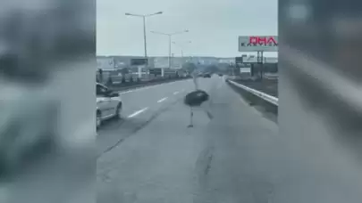 Bahçeden kaçan deve kuşu, 3 gün sonra bulundu