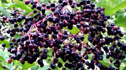 Kara Mürver meyvesinin faydaları nelerdir?