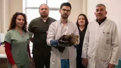 Konya'da yaralı kaya kartalı tedavi altında