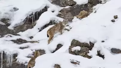 Nesli tehlike altındaki vaşaklar karlı dağlarda görüntülendi