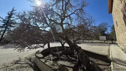 Elazığ'ın 133 yıllık "secde eden" dut ağacı