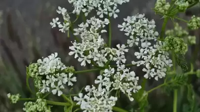 Mehmed Fetihler Sultanı dizisinde geçen baldıran otu nedir, zehirli mi?