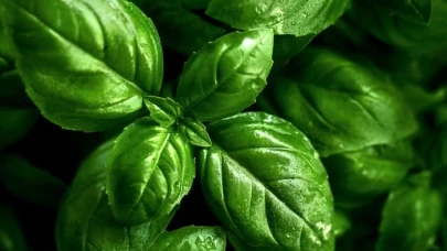 Fesleğenin Faydaları Nelerdir? Sağlığınız İçin Fesleğen Tüketmenin 7 Nedeni