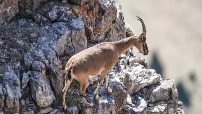 Yaban keçisi avladı, 661 bin TL ceza kesildi