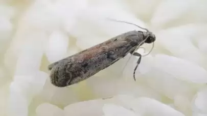 Evdeki güvelerden nasıl kurtuluruz?