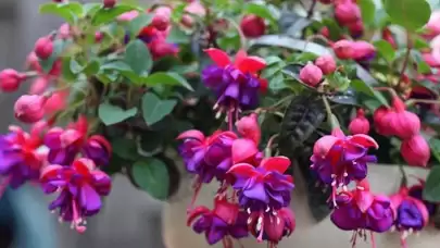 Küpe Çiçeği Bakımı: Evinizde Renkli ve Canlı Bir Atmosfer Yaratın