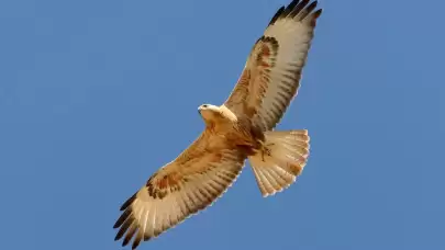 Bitkin kızıl şahin, tedavi edilerek doğaya salındı