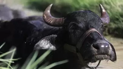 Irak'ta şap alarmı: 654 manda telef oldu