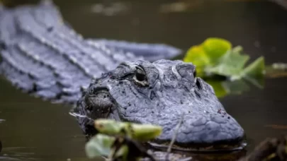 ABD'de bir kadın timsah saldırısına uğradı