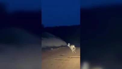 Karaca ile sürücünün sürpriz buluşması, o anlar kamerada