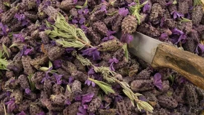 İbn-i Sina'nın meşhur Karabaş Otu faydaları saymakla bitmiyor