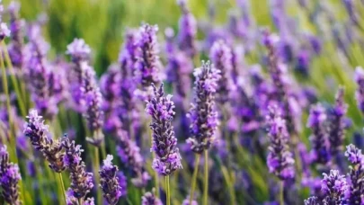 Karabaş otu ile sigara bırakma sürecini kolaylaştırın