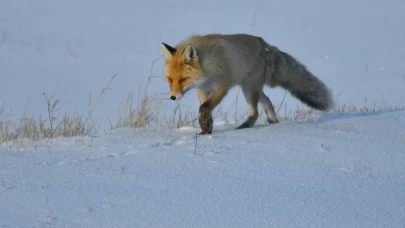 Kar yağışı Doğu illerinde yaşamı olumsuz etkiliyor