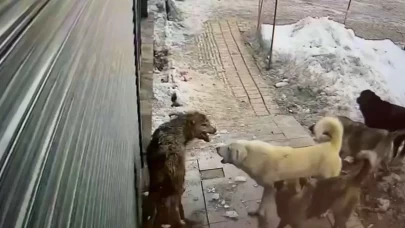 Köpekler aç kurtu köşeye sıkıştırdı: O anlar kameraya yansıdı