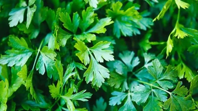 Maydanozun faydaları nelerdir? Maydanoz yemek için 5 neden