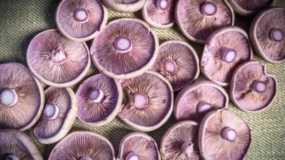 Çukur Çanak Mantarı Yenir Mi, Sağlığa Zararı Var Mı?