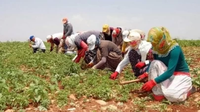 TÜİK açıkladı: Tarım işçilerine rekor ücret artışı!