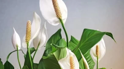 Evde bakımı kolay 3 çiçek türü ile iç mekanınızı canlandırın!