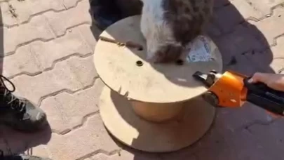 Ahşap makaraya sıkışan yaramaz kediyi itfaiye kurtardı