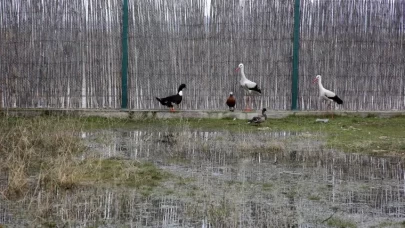 Tedavisi tamamlanan hayvanlar doğaya salındı