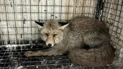 Erzurum'da otomobilin çarptığı tilki, tedavisinin ardından doğaya bırakıldı
