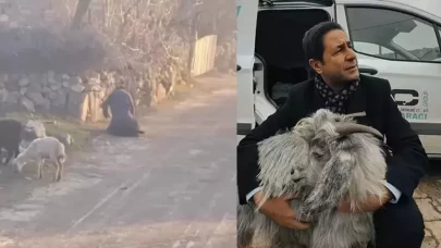 MHP'li Bulut'tan anlamlı hareket: Eziyet gören keçiyi sahiplendi