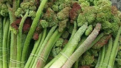 Işkın otunun bilinmeyen faydaları