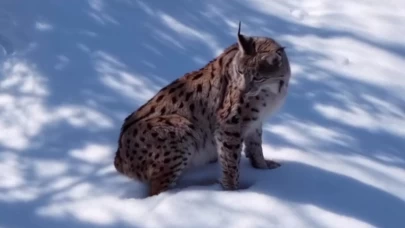 ‘Ormanın hayaleti' ilk kez bu kadar yakından görüntülendi