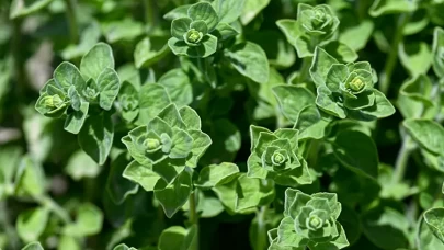 Yemeklerden aromaterapiye! Kekiğin bilinmeyen 6 gücü