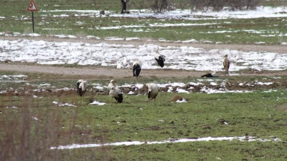 Konya'da kışın soğuklarına karşı leyleklere yardım eli uzatıldı