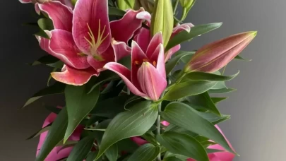 Pembe Lilyum: Zarafetin ve Masum Sevginin Çiçeği