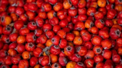 Alıç nedir, neden kullanılır?