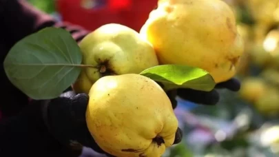 Ayva kabukları çöpe atılmamalı! Şifa deposu ayva çayı ile sağlığınızı güçlendirin