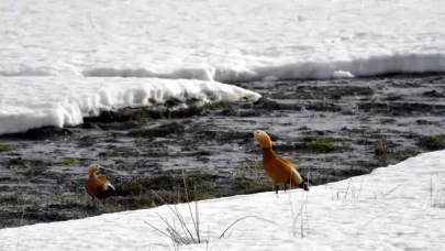 Kars'ta soğuk hava, yaban hayatını etkiliyor