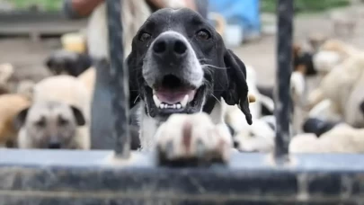 İstanbul Valiliği sahipsiz hayvanlar için belediyelere resmi yazı gönderdi